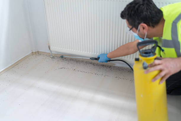 Wasp Removal Services in Elko, NV